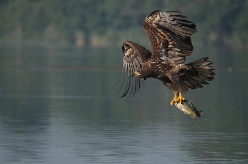 Zdjęcie orła w locie, który schwycił rybę.