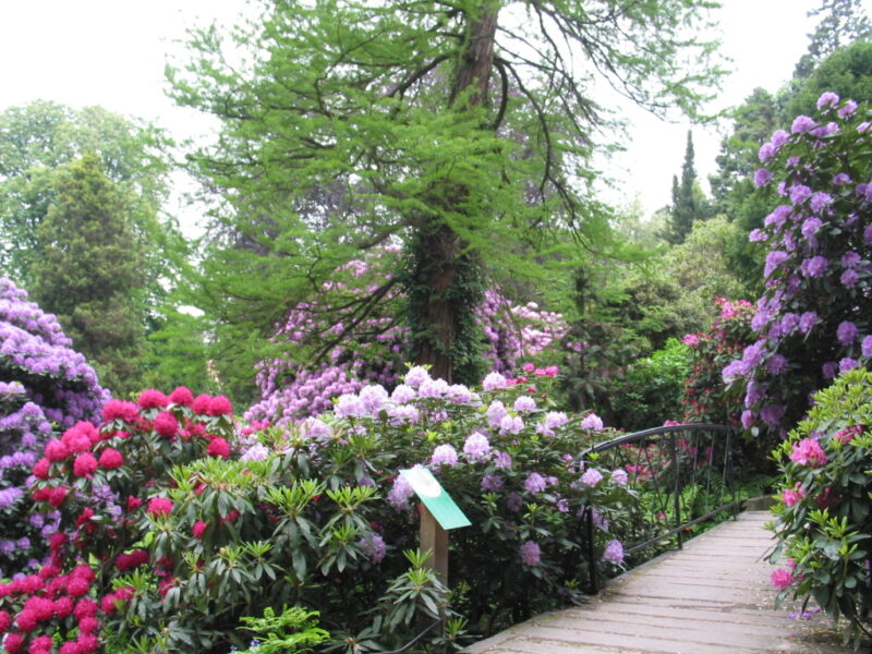 Zdjęcie roślinności w arboretum